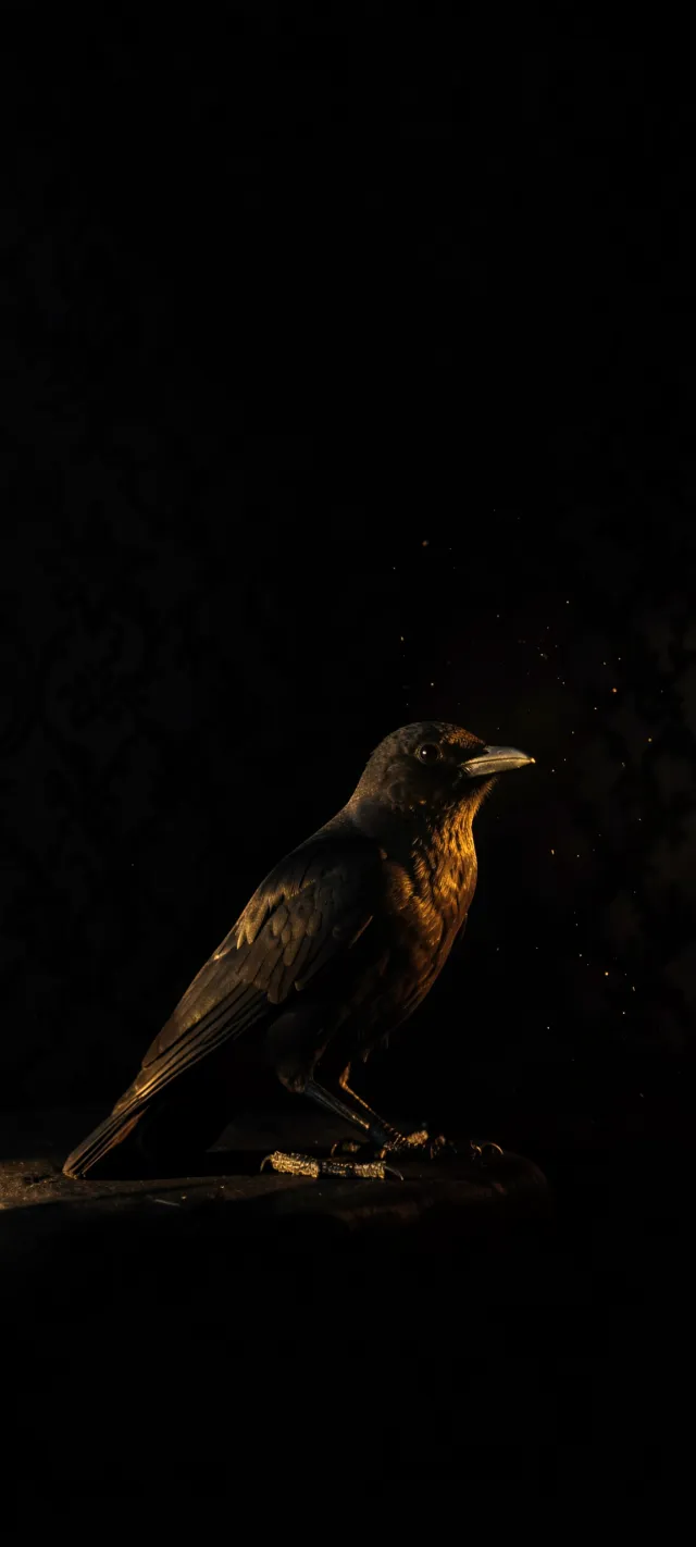 Golden Light on a Dark Bird