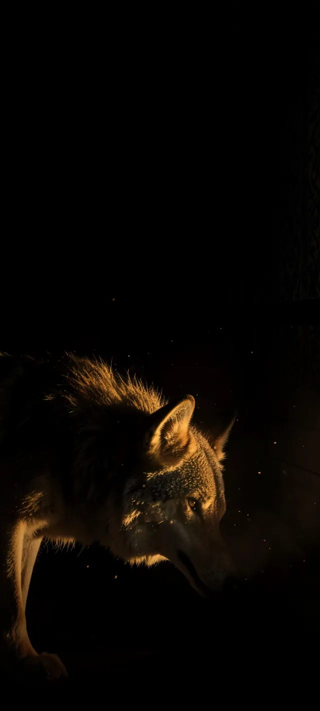 Solitary Wolf in Deep Shadow