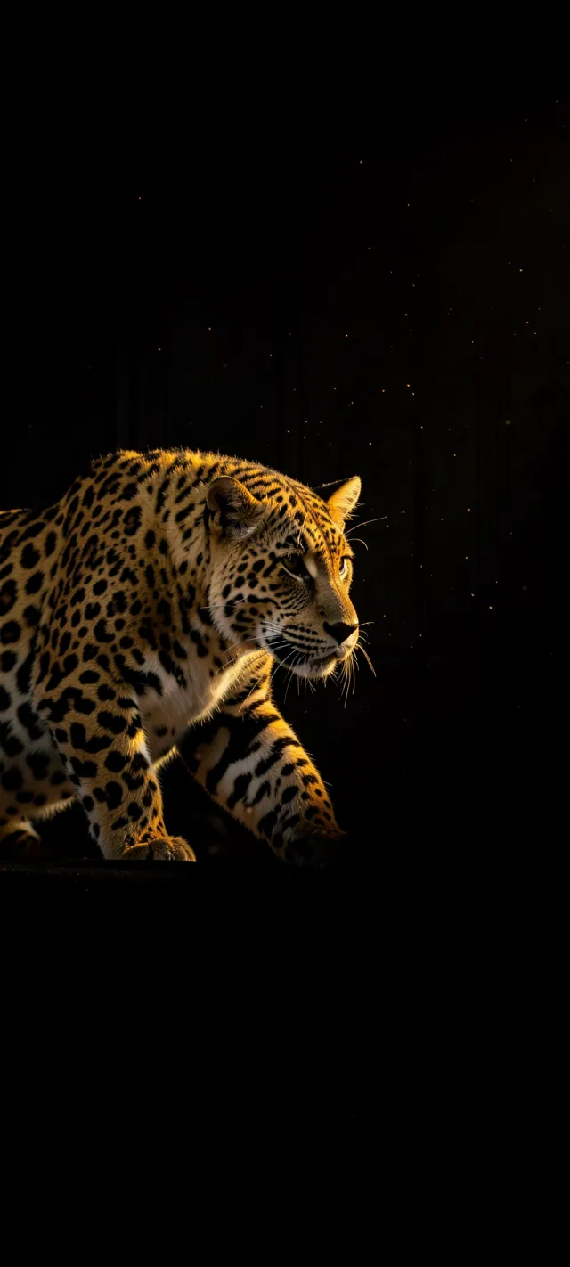 Jaguar Prowling in the Deep Shadows
